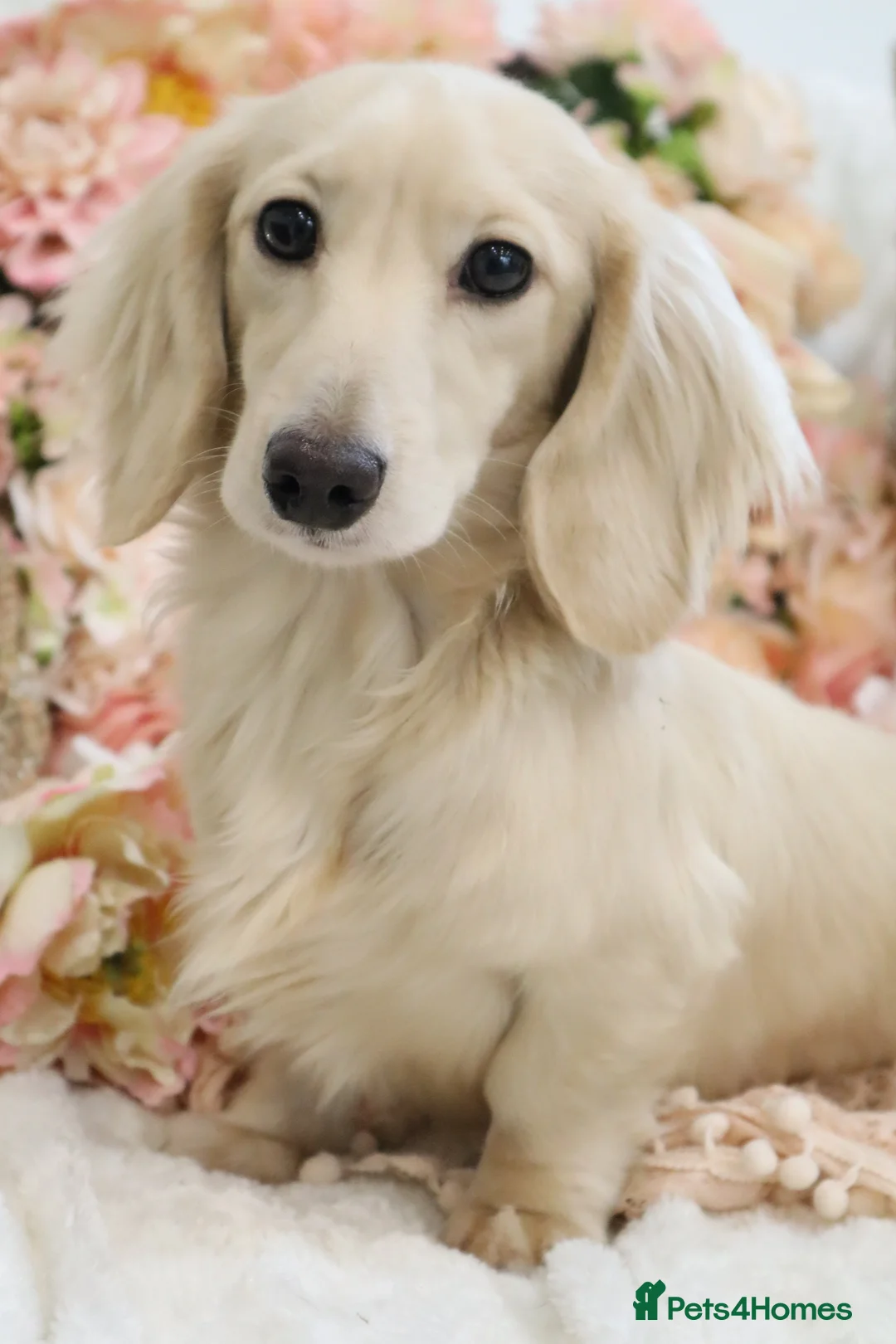 Miniature Dachshund dogs for sale: KC Cream Longhair Miniature Dachshund Puppies - Advert 19