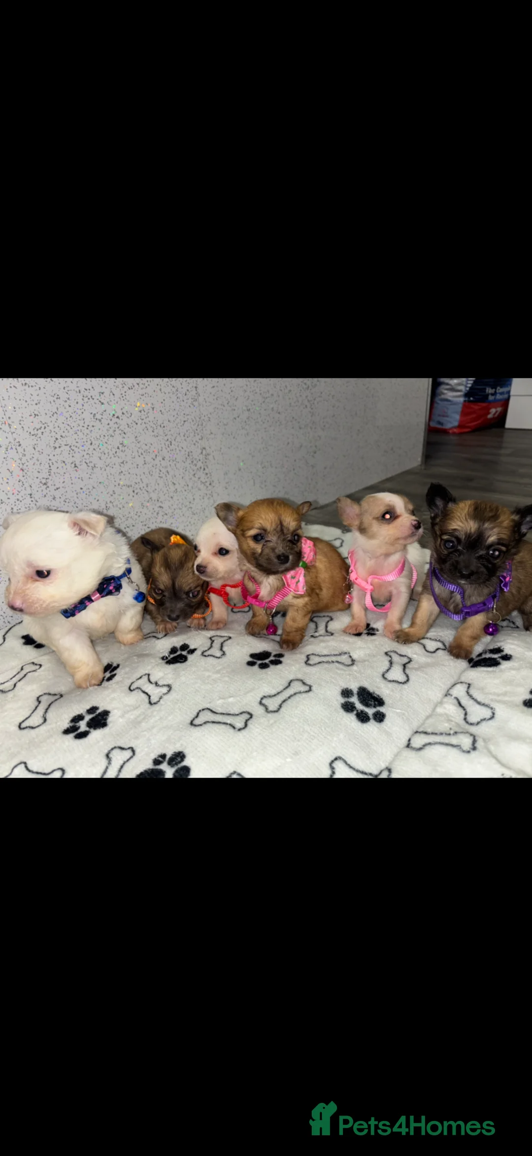 Pomchi dogs for sale: Pomchi puppies  in Llanelli - Advert 7