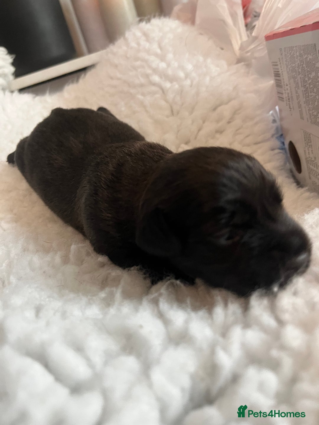 Patterdale Terrier dogs for sale: 6 Gorgeous Patterdale pups - Image 9
