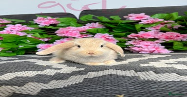 Mini Lop rabbits - Advert 7