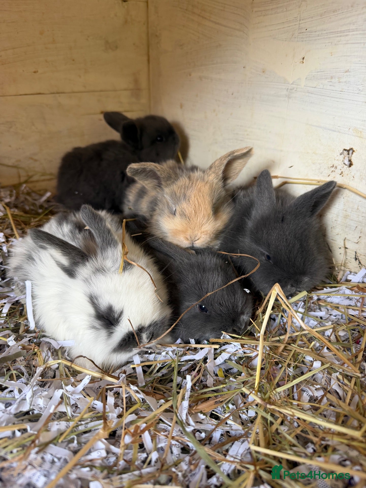 Mini Lop rabbits for sale: Baby lops and mini lops for sale - Advert 1