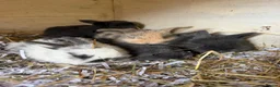 Mini Lop rabbits for sale: Baby lops and mini lops for sale - Advert 1