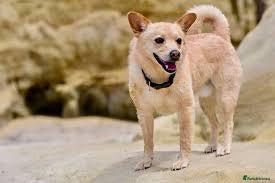 Norwegian Buhund dogs [TEST] Norwegian buhund litter of 2 - Advert 1