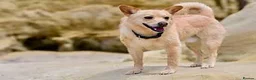 Norwegian Buhund dogs for sale: [TEST] Norwegian buhund litter of 2 - Advert 1