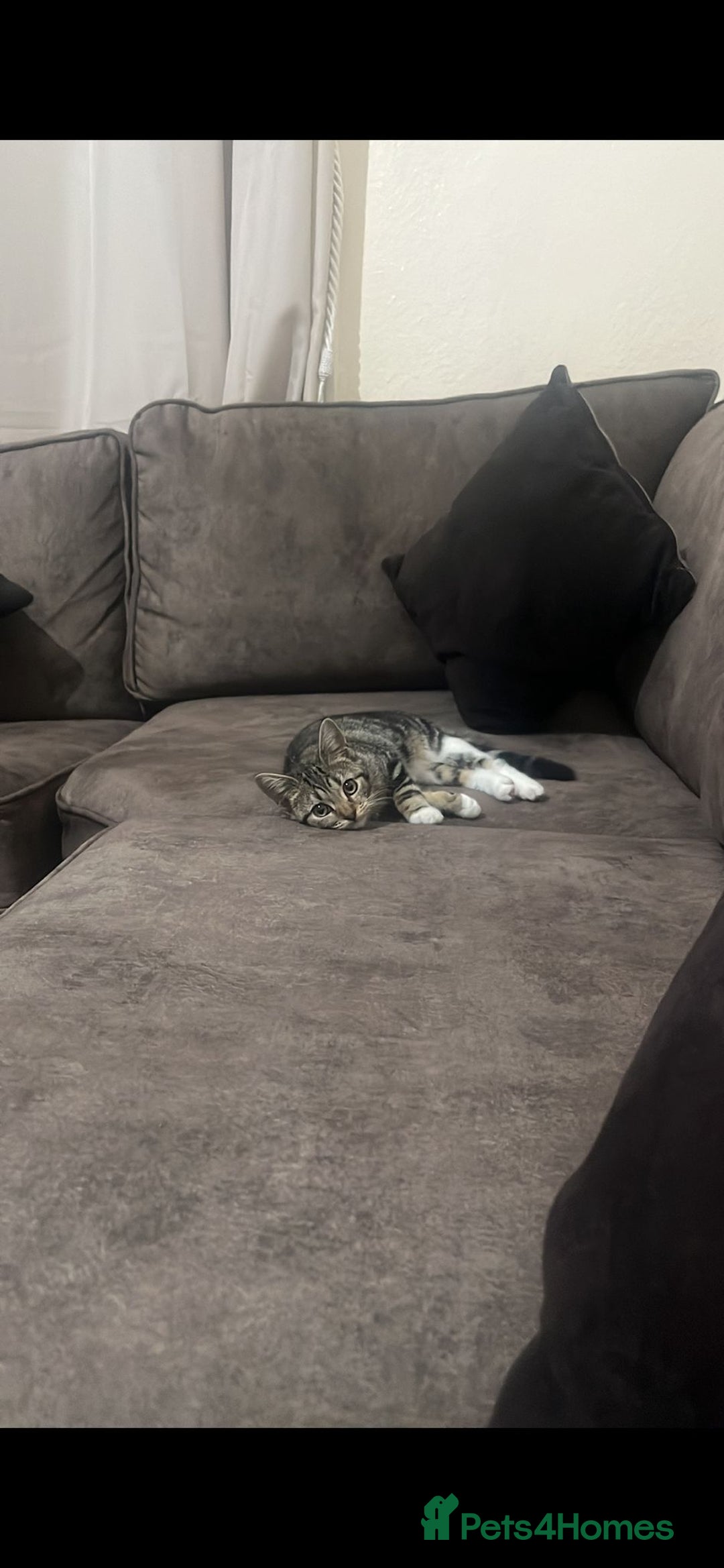 Mixed Breed cats for sale: Female tabby X American shorthair  - Advert 4