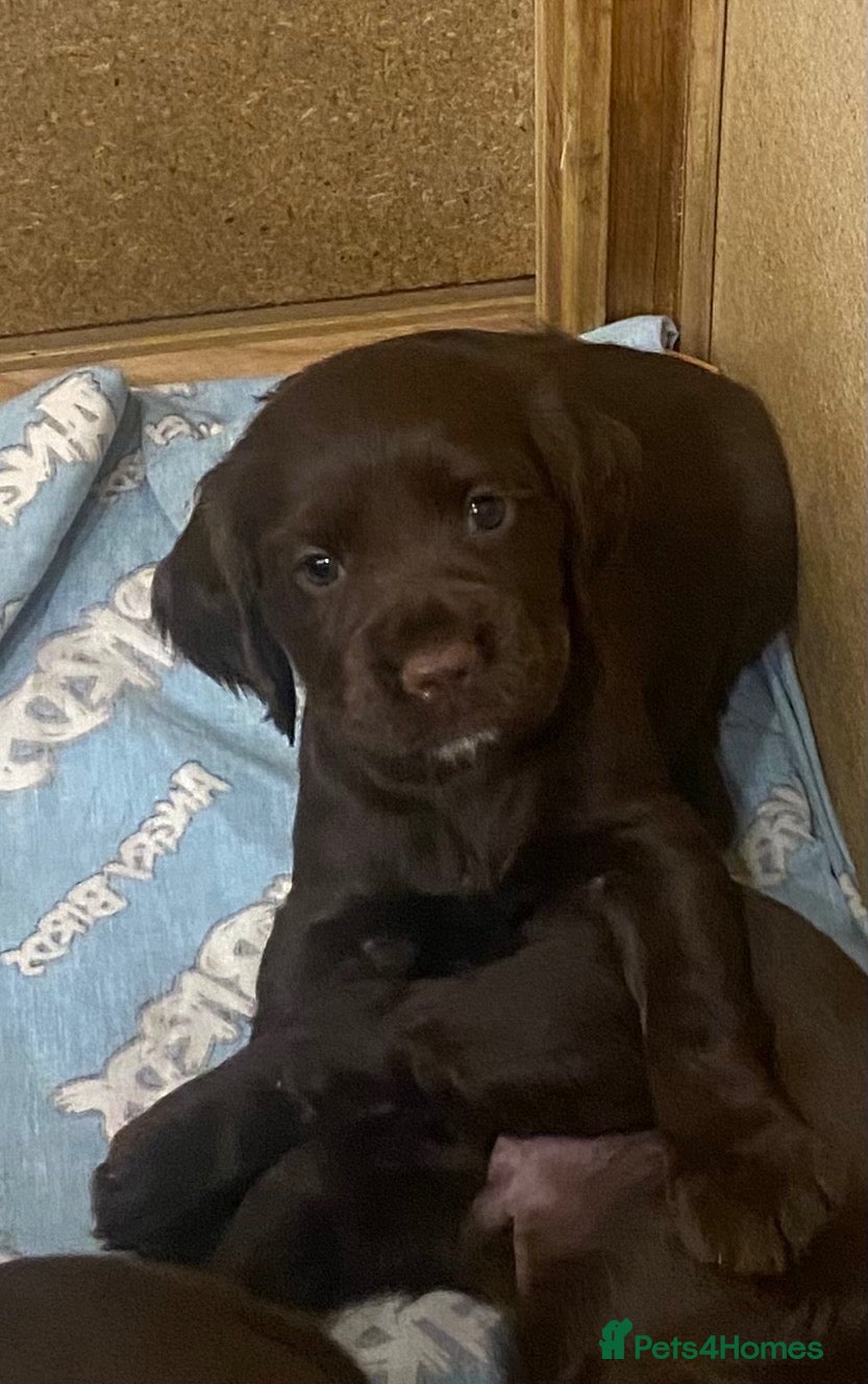 Cocker Spaniel dogs 3 boys and 3 girls Working Cocker Spaniel puppies  - Advert 1