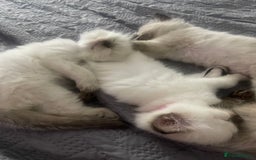 Ragdoll cats for sale: 🩵 Beautiful Ragdoll Kittens Ready at 12 Weeks! 🩵 - Image 15