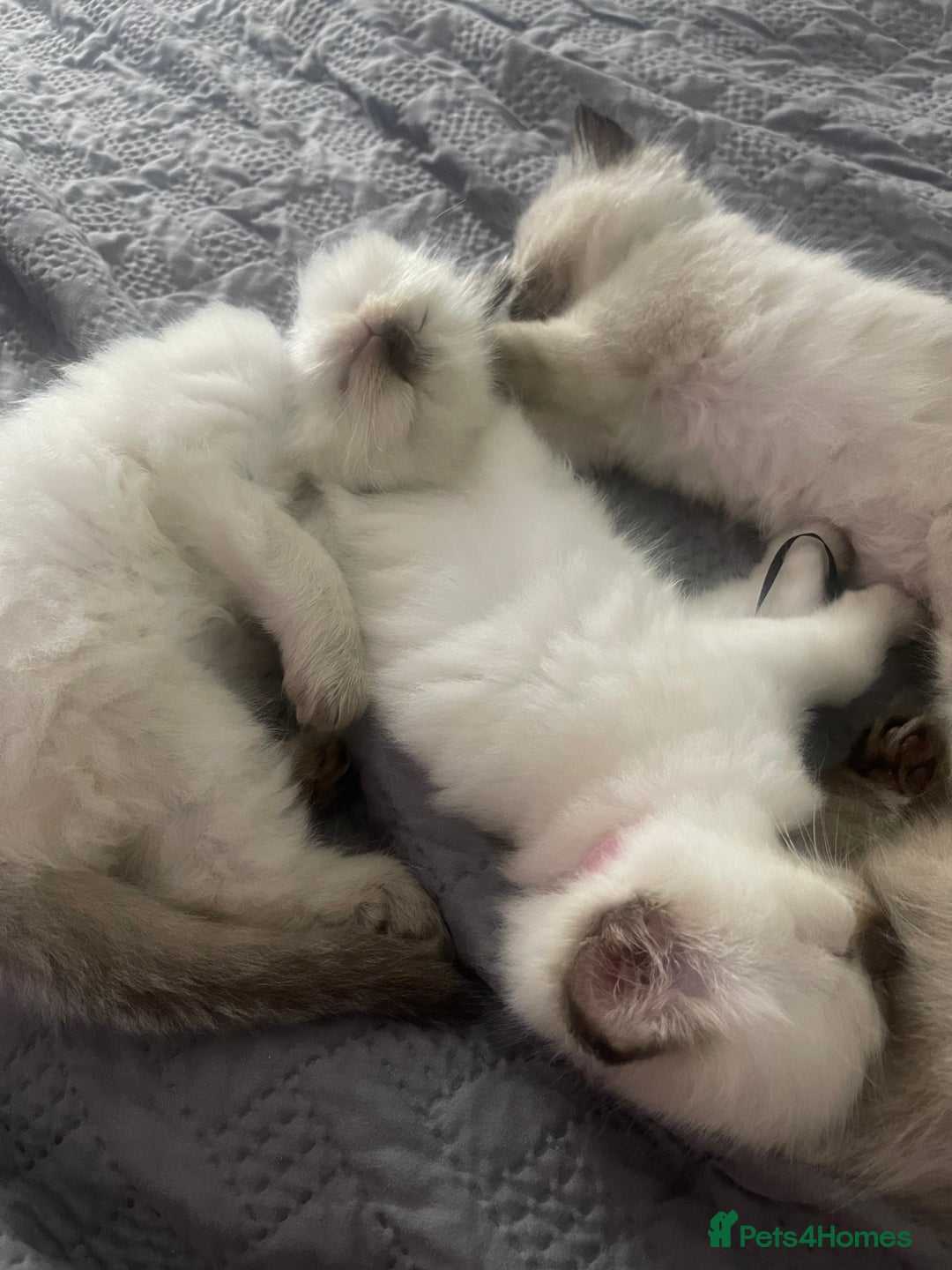 Ragdoll cats for sale: 🩵 Beautiful Ragdoll Kittens Ready at 12 Weeks! 🩵 - Image 15