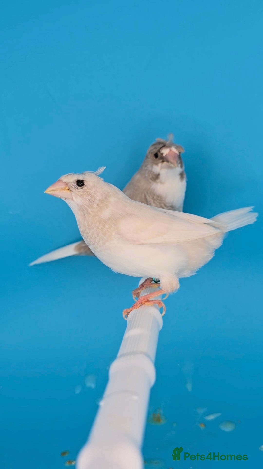 Finches birds for sale: Bengalese finches  - Advert 16