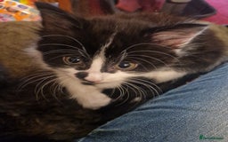 British Shorthair cats for sale: Cute kittens for sale  - Image 3