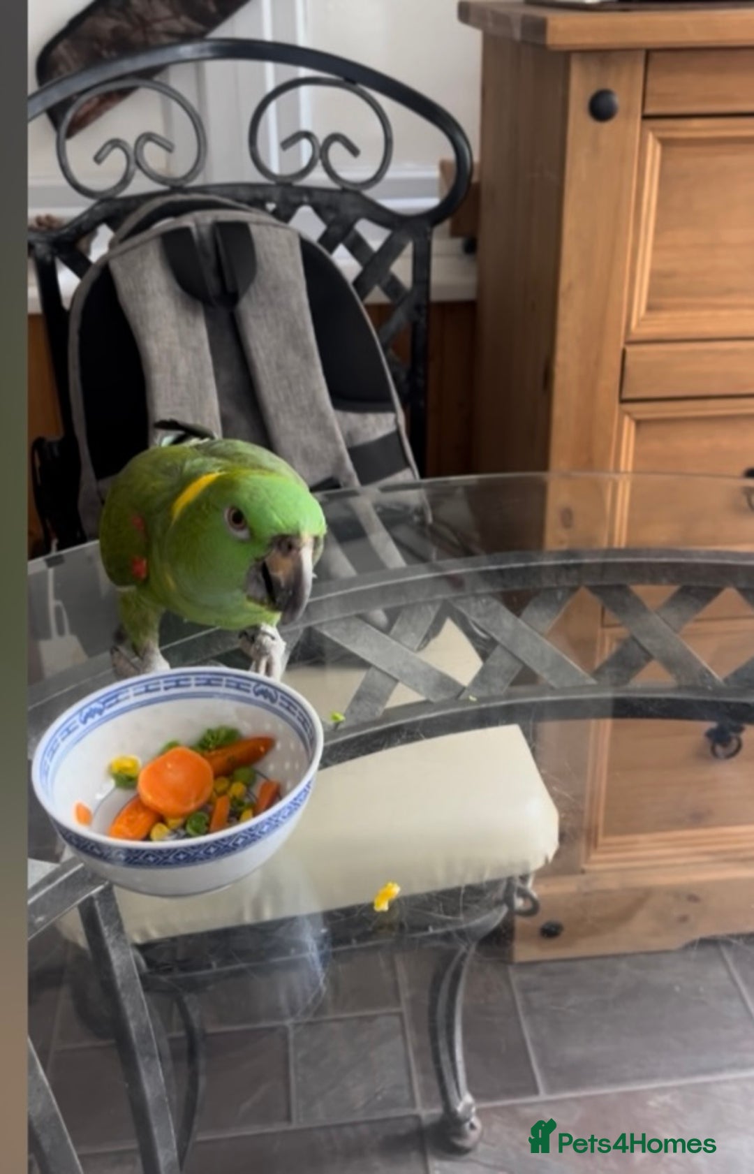 Parrots birds for sale: Yellow naped amazon - Image 5