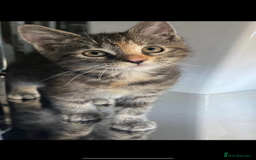 Mixed Breed cats for sale: 4 Beautiful Kittens for Sale - Image 5