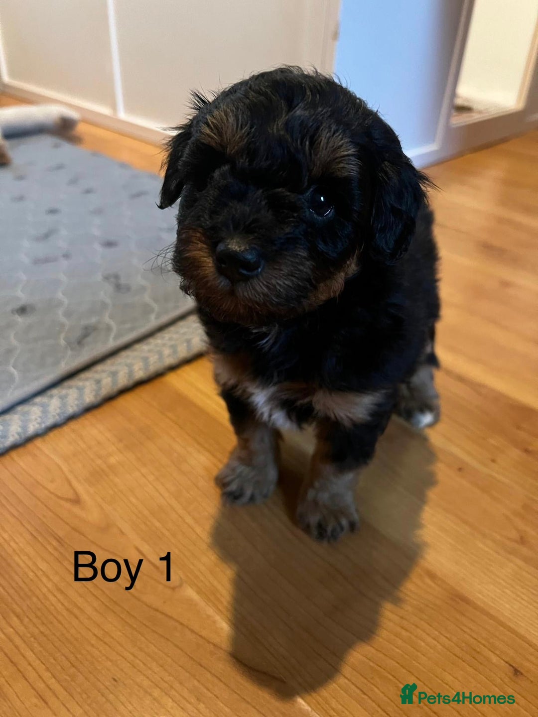 Schnoodle dogs for sale: American Toy Schnoodle Puppies *READY TO GO* - Advert 19