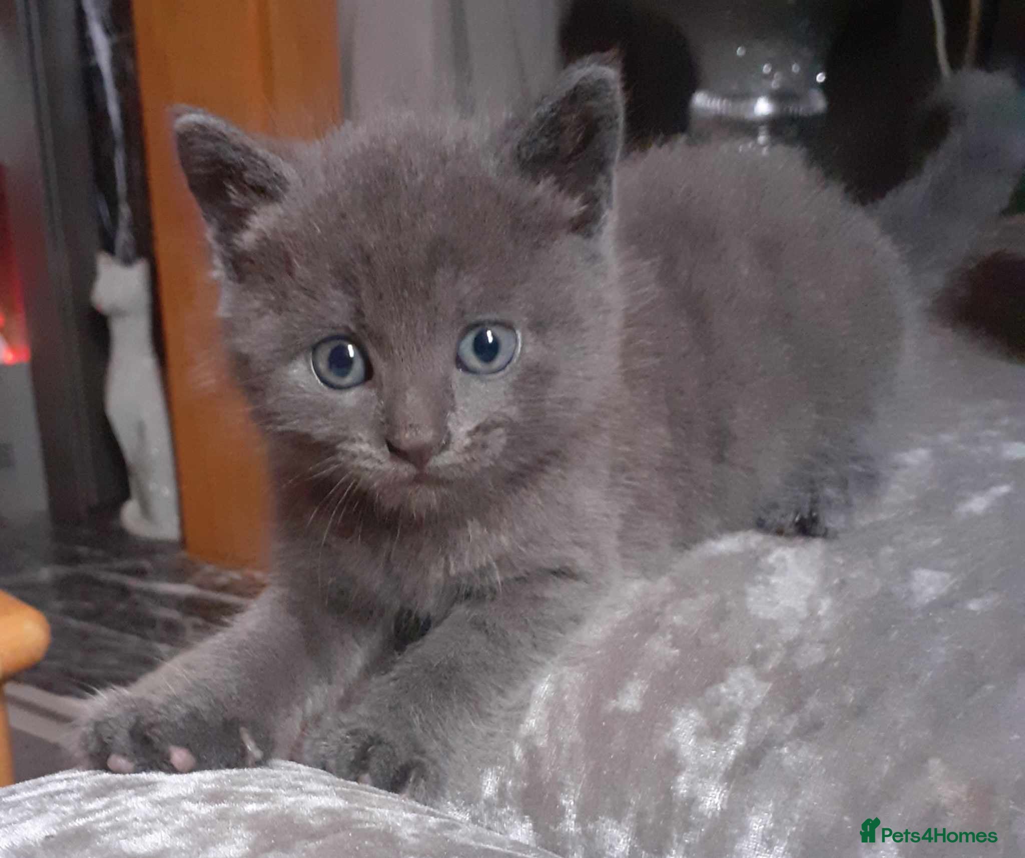 Russian Blue cats Russian Blue kitten  - Advert 3