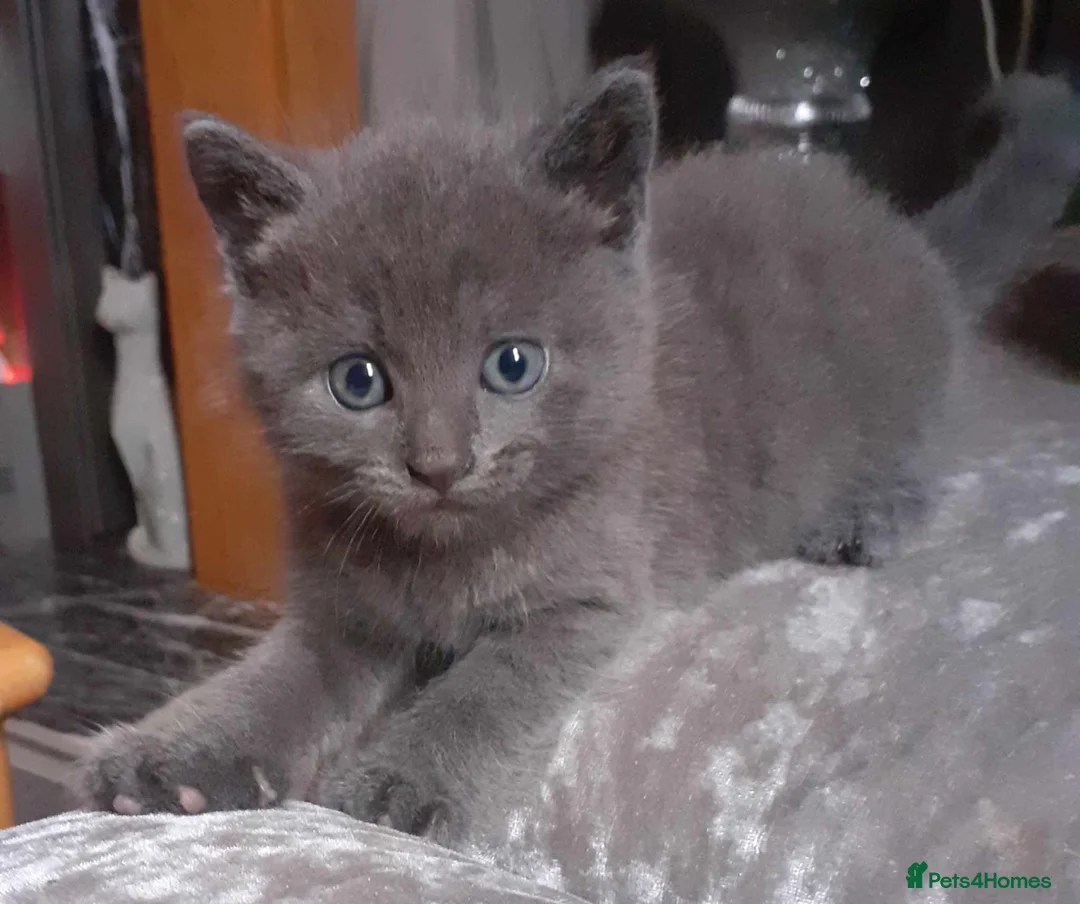 Russian Blue cats for sale: Russian Blue kitten  - Advert 1