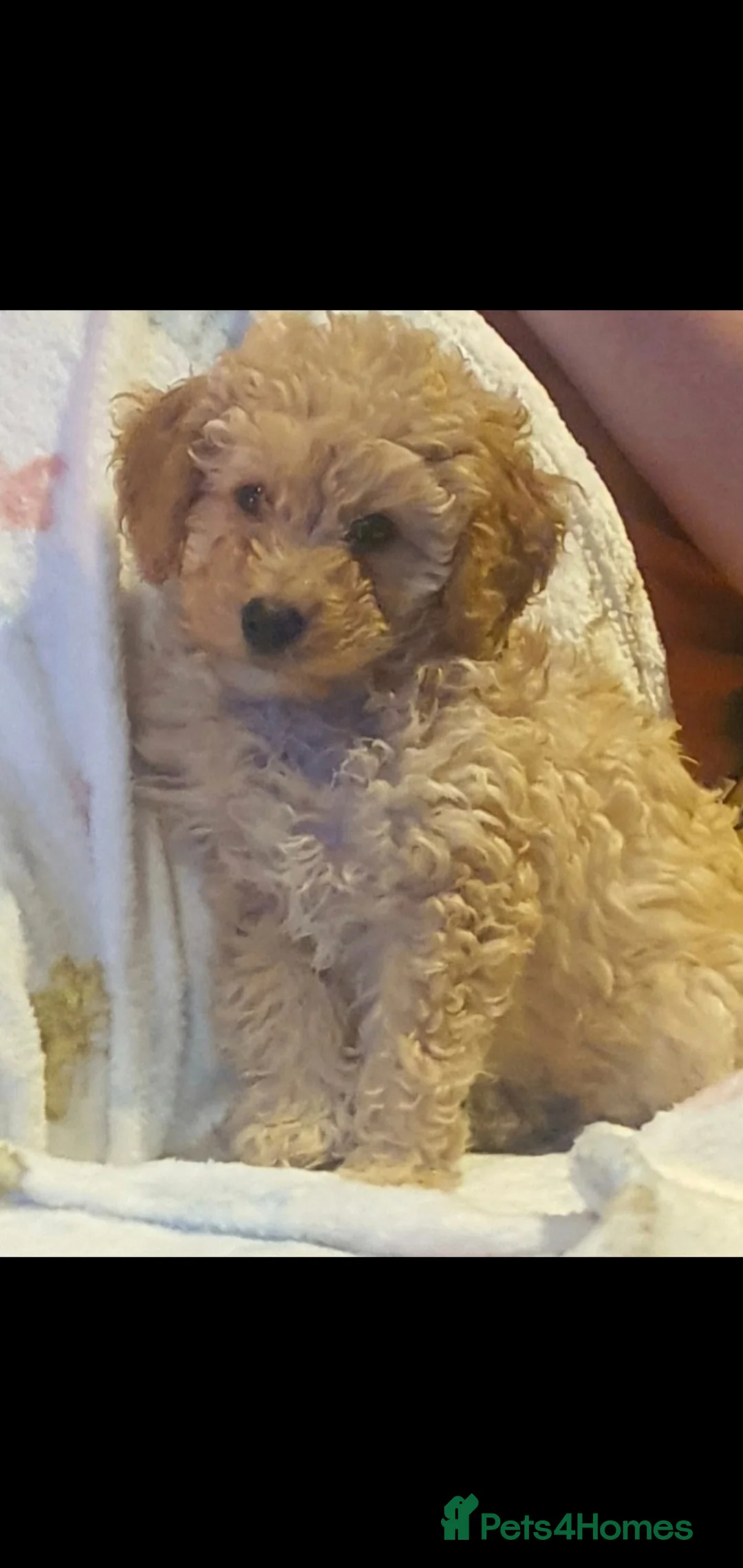 Cavapoo dogs for sale: F1 Cavapoo  in Dornoch - Advert 1