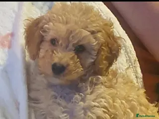 Cavapoo dogs F1 Cavapoo - Advert 1