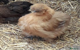 Chickens poultry for sale: Silkie bantams all female  - Image 4