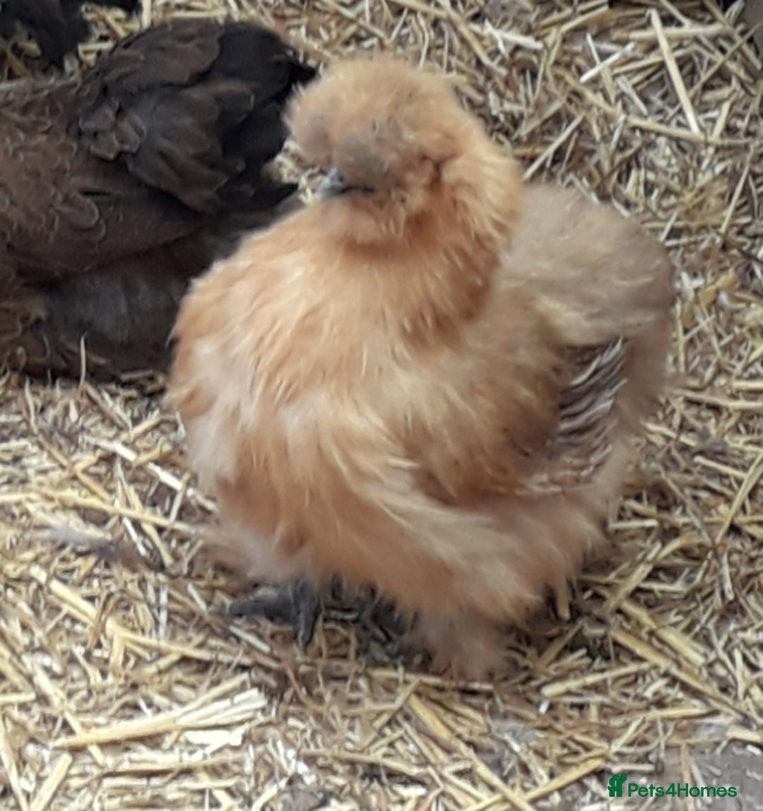 Chickens poultry for sale: Silkie bantams all female  - Image 4