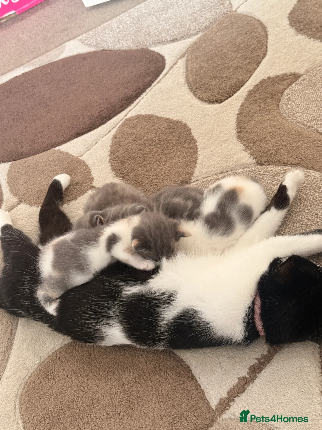 Mixed Breed cats for sale: Beautiful female kittens in Ipswich - Advert 1