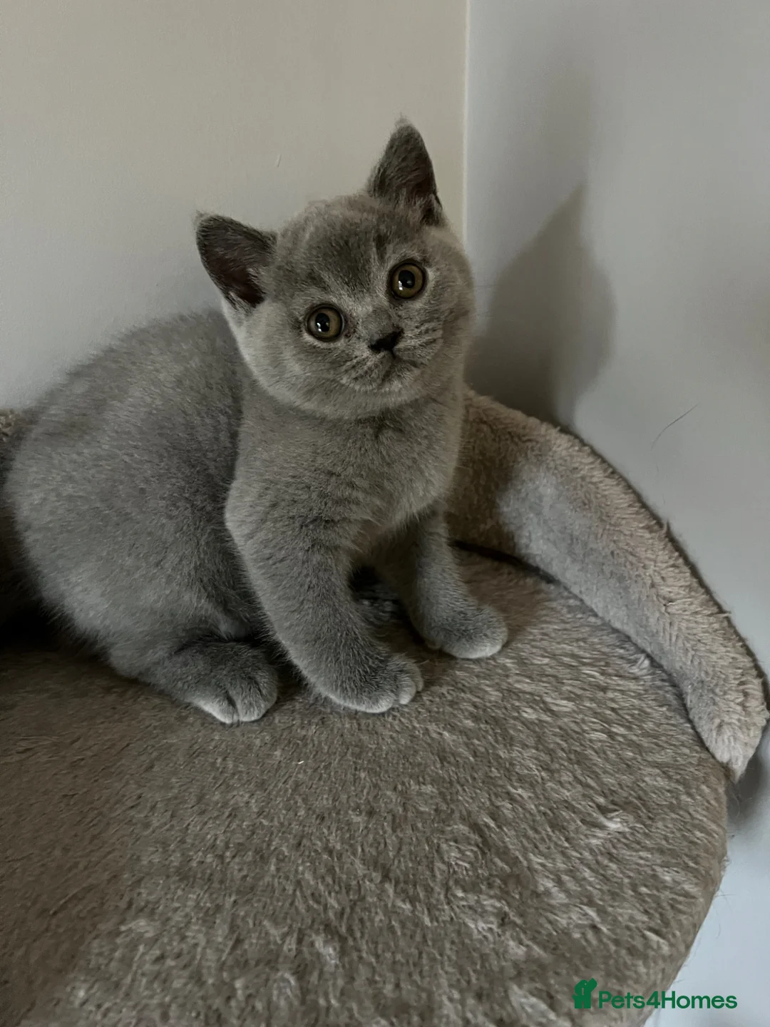 British Shorthair cats for sale: Beautiful British Shorthair Kitten - Advert 2