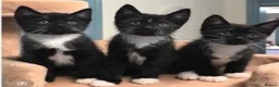 Mixed Breed cats for sale: 8 gorgeous kittens (tuxedo, tortie, tabby, black) - Advert 2