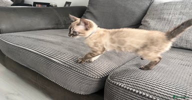 Bengal cats - Advert 11