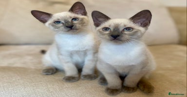 Siamese cats - Advert 6