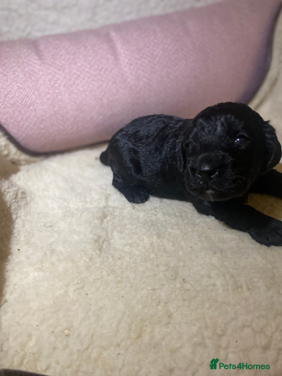 Cockapoo dogs for sale: Cockapoo pups  - Image 6