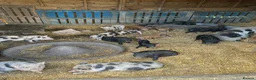 Pig livestock for sale: Juliana x Kune Kune Piglets for Sale – Ready Now - Advert 3