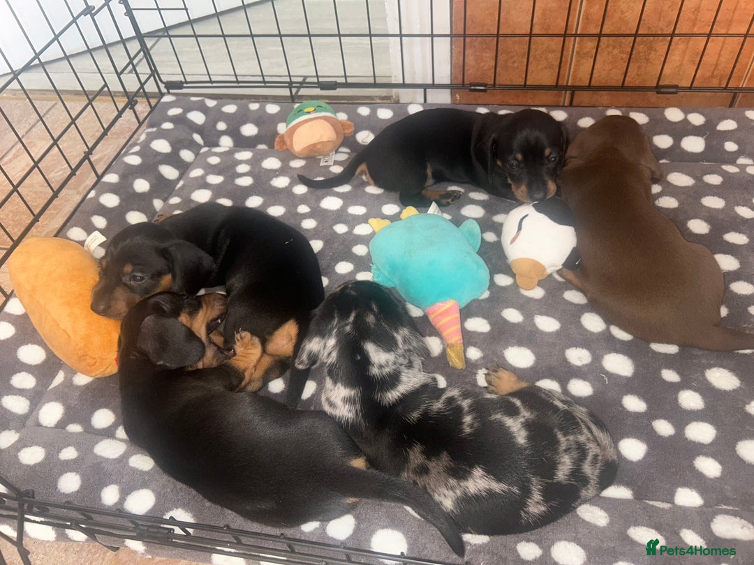 Miniature Dachshund dogs for sale: READY TO LEAVE BLACK/TAN MINIATURE DACHSHUND KC  - Image 19