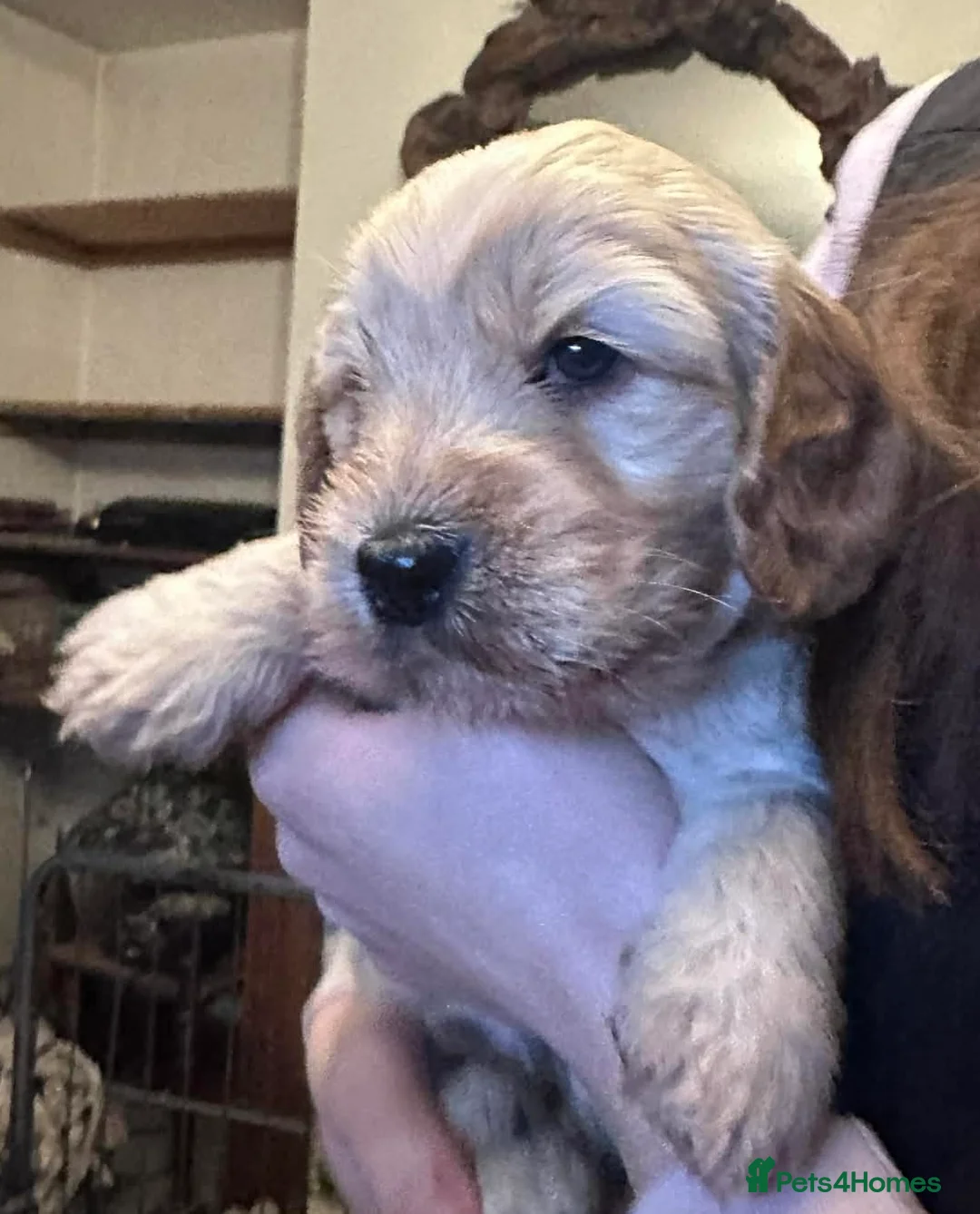 Cockapoo dogs for sale: Wonderful Litter of Cockerpoos, in Belper - Advert 2