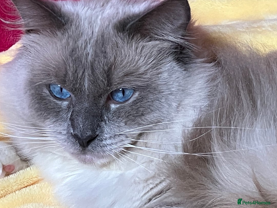 Ragdoll cats for stud: Ragdoll🏆Champion Bloodline 5GEN-Pedigree GCCF🌟💎 in Solihull - Advert 2