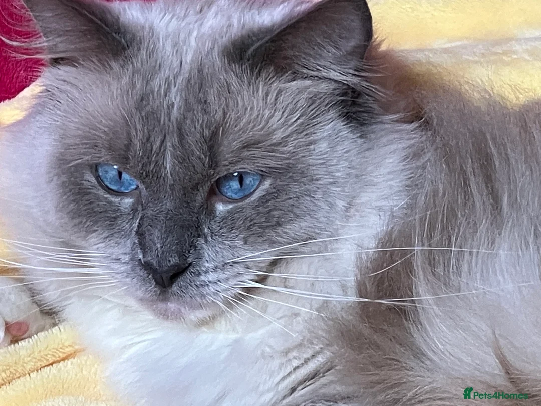 Ragdoll cats for stud: Ragdoll🏆Champion Bloodline 5GEN-Pedigree GCCF🌟💎 in Solihull - Advert 2