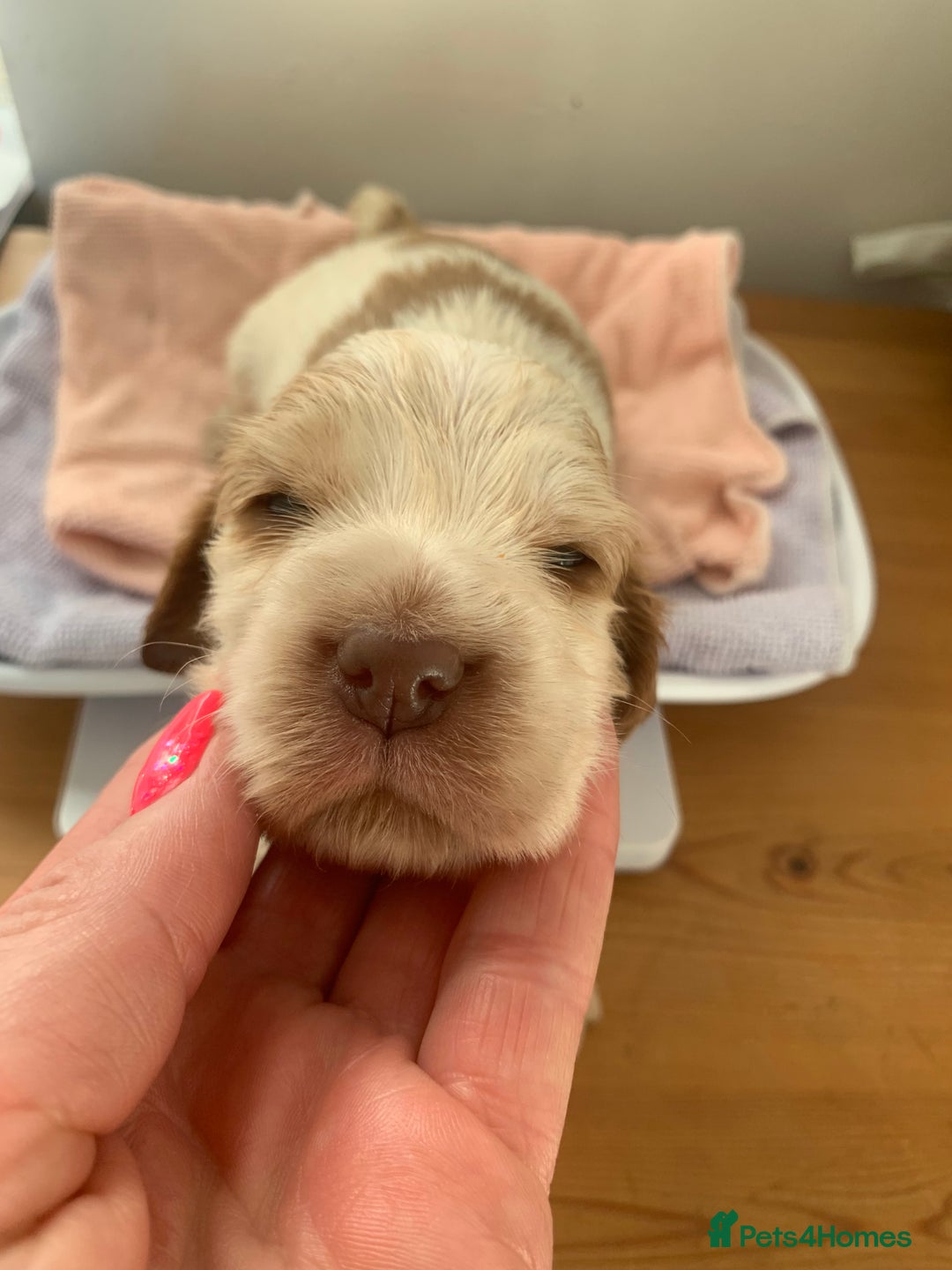 Cocker Spaniel dogs for sale: Beautiful show line cocker spaniel puppies  - Advert 27