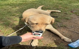 Goldador dogs for sale: Maggie 1 yr old labrador x golden retriever - Image 5