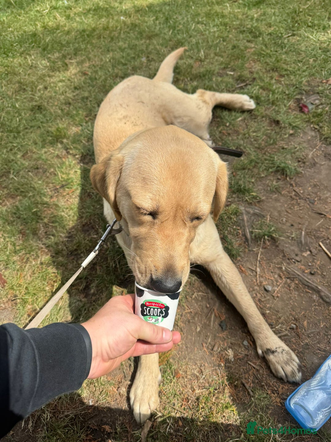 Goldador dogs for sale: Maggie 1 yr old labrador x golden retriever - Image 5