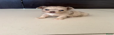 Cappuccino Merle boy