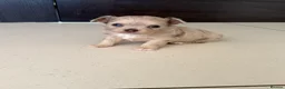 Chihuahua dogs for sale: Stunning litter of mixed Merle and Lilac fawn - Advert 21
