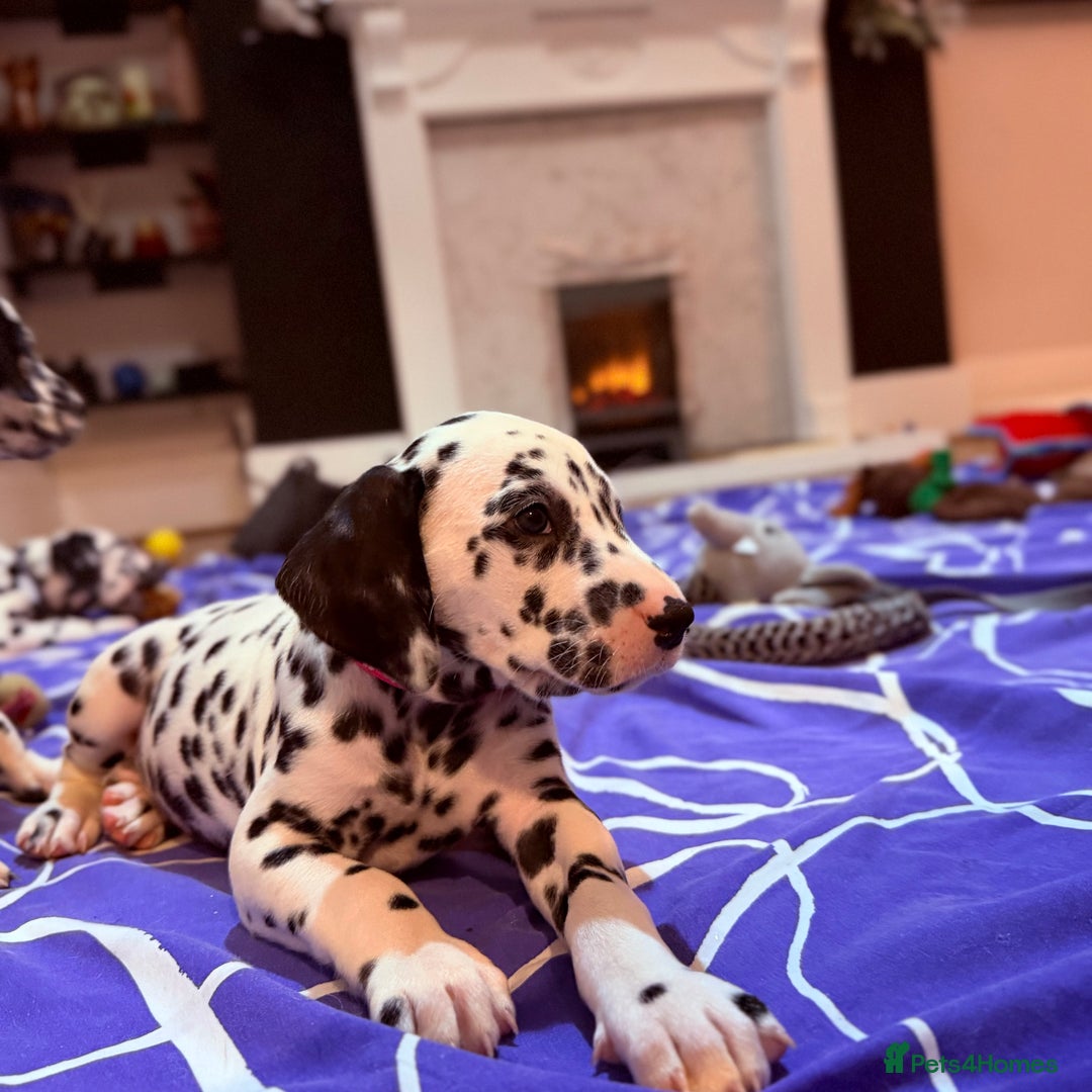 Dalmatian dogs for sale: 🐾 Beautiful Dalmatian Puppies 🐶  - Advert 8