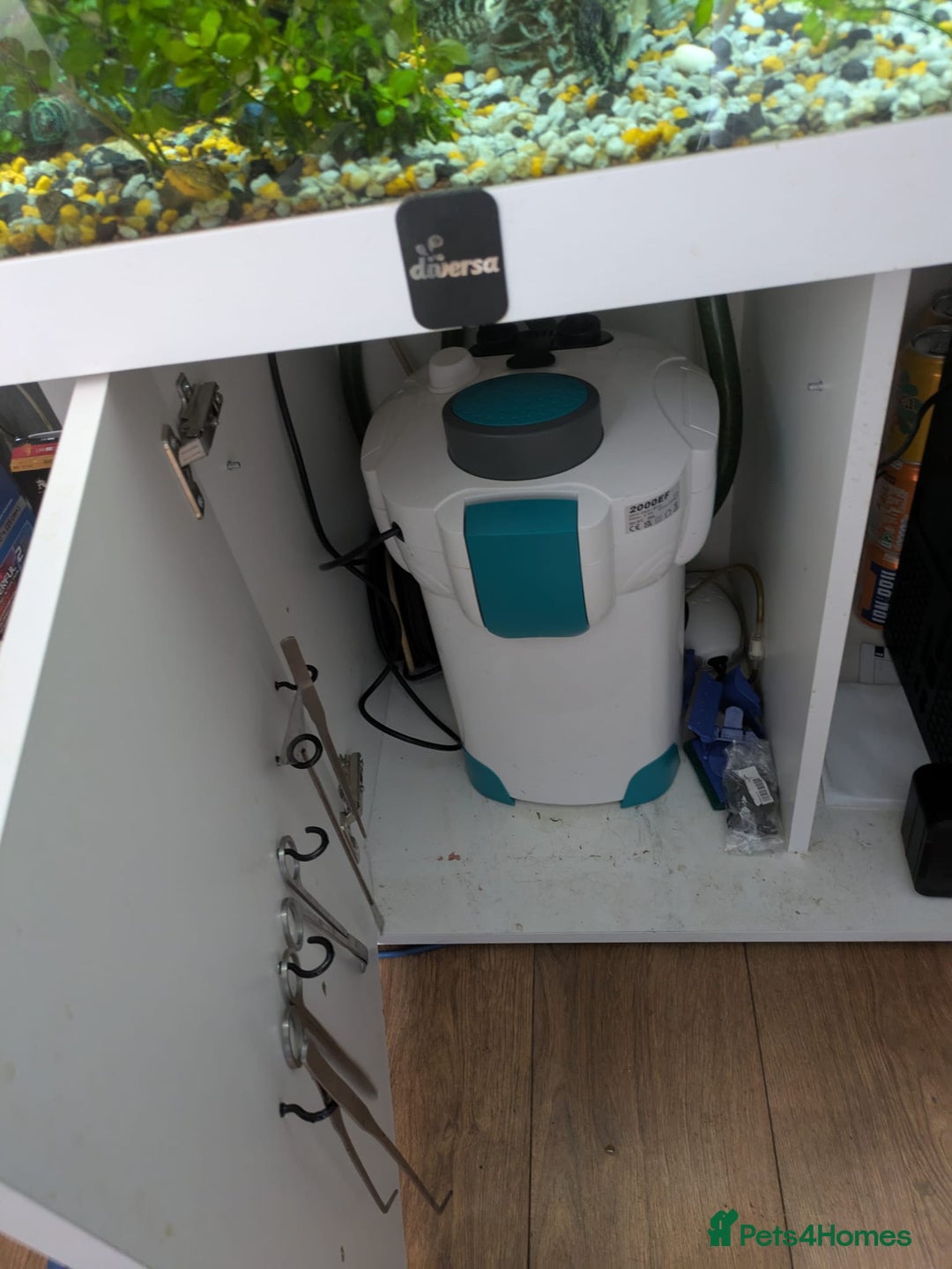 Catfish fish for sale: 300l aquarium full set up  - Image 2