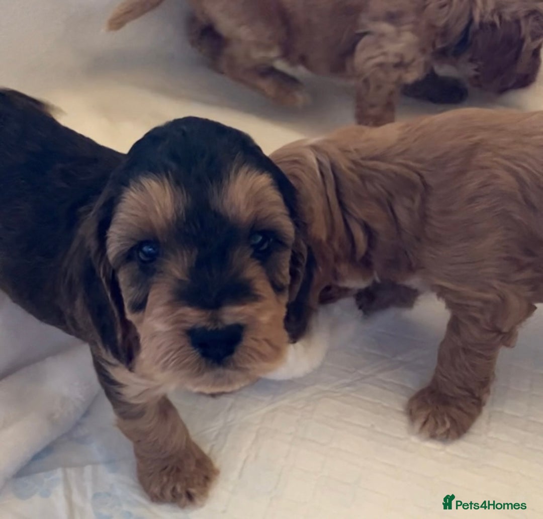 Cockapoo dogs for sale: F1 Cockapoo puppies, KC parents, health tested! - Image 4