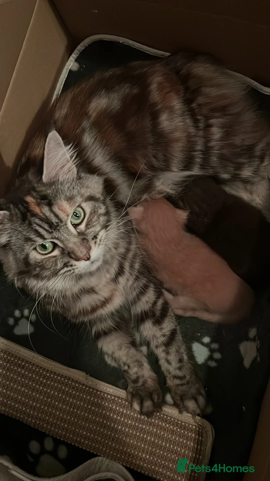 Maine Coon cats for sale: Register Maine Coon Kittens  - Advert 8