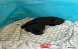 Labrador Retriever dogs for sale: Beautiful chunky puppies - Image 1