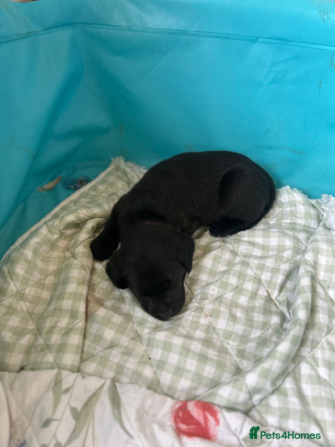 Labrador Retriever dogs for sale: Beautiful chunky puppies - Image 1