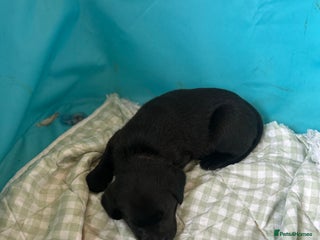 Labrador Retriever dogs - Advert 14