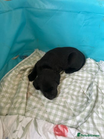 Labrador Retriever dogs - Advert 3