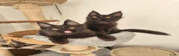 Maine Coon cats for sale: Maine coon Pedigree Kittens  - Advert 5