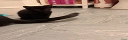 Mixed Breed cats for sale: 2 female kittens looking for forever homes  - Advert 8