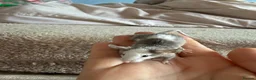 Mouse rodents for sale: Males and females - Advert 6